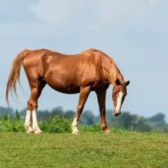 Brązowy koń, jakby po francusku, skubie trawę na zielonym wzgórzu.