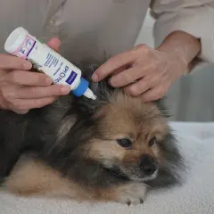 Persona aplica gotas en la oreja de un perro Pomerania para limpiar sus oídos.