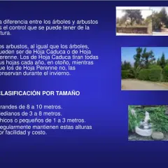 Qué significa arbustos: características y diferencias esenciales