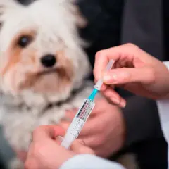 Veterinario administra inyección a perro con posible enfermedad de Addison.