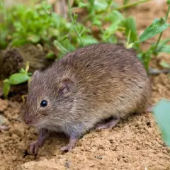Mała nornica w ogrodzie, z zaciekawieniem rozgląda się wśród ziemi i zieleni.
