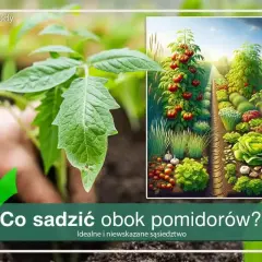 Sadzenie warzyw obok pomidorów: cebula, czosnek, sałata, kapusta. Idealne sąsiedztwo dla zdrowych plonów.