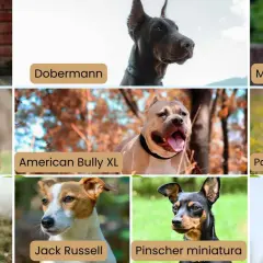 Collage de perros: Akita Inu, Dobermann, Mastín Napolitano, Pastor Alemán, American Bully XL, Pastor Belga Malinois, Chihuahua, Jack Russell, Pinscher miniatura y Cane Corso. Algunas de estas razas de perros peligrosos son fuertes y protectoras.