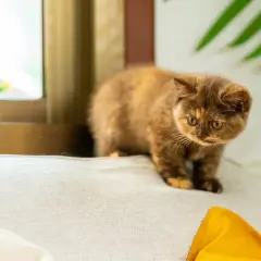 Un cucciolo di gatto dal pelo fulvo e occhi ambrati, perfetto tra le razze di gatti da appartamento, osserva curioso da un cuscino vicino a una finestra.