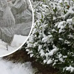 Zimowy ogród: laurowiśnia okryta płachtami chroniącymi przed mrozem i zielone liście obsypane śniegiem.