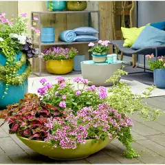 Kolorowe kompozycje z pelargonii w donicach, pokazujące, czym łączyć pelargonie, by stworzyć efektowne aranżacje na tarasie.