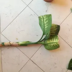 Tale di Dieffenbachia con foglie maculate, pronta per la cura e la propagazione.