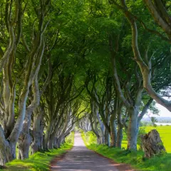 En allé av gamla träd där Game of Thrones spelades in.