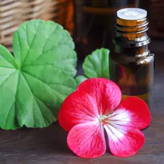 Kwiat pelargonii i liście obok buteleczki z olejkiem eterycznym, którego składnikiem jest geraniol.