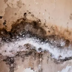 Gros plan sur un mur décrépit, révélant des taches sombres et une efflorescence blanche, signes évidents d'une humidité sur mur persistante.