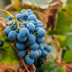 Grappes de vin malbec mûres, prêtes à être récoltées dans leur région d'origine.