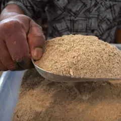 Dłoń trzymająca łopatkę z proszkiem. To może być kava kava działanie, które uspokaja.