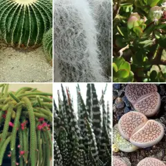 Kolekcja najciekawszych kaktusów i sukulentów: aloes, kaktus kulisty, kaktus z białym włosem, grubosz, madagaskarski kaktus, kaktus bożonarodzeniowy, kaktus-wężowy ogon, żywe kamienie i kaktus z kolorowymi liśćmi.