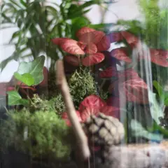 Miniaturowy las w szkle: soczyste zielone mchy, czerwone liście i gałązki tworzą bujny ekosystem.