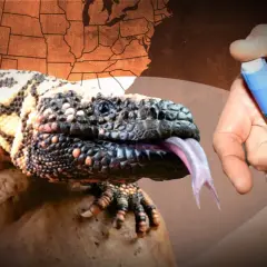 Un monstruo de gila bebé, con su lengua bífida rosada, se asoma cerca de una mano que sostiene una pluma de insulina. Un mapa de EE. UU. se ve al fondo.
