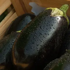 Berenjenas frescas y brillantes con gotas de agua, listas para comer berenjena cruda.