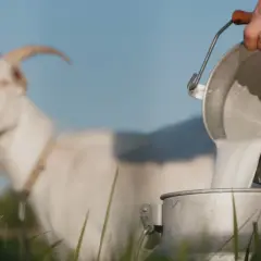 Cena mleka koziego w skupie w Polsce: Ile zarobisz?