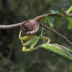 Mantide verde, la più grande del mondo, si aggrappa a un ramo vicino al suo ootecha.