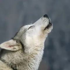 Dlaczego husky wyje? Przyczyny i sposoby na nadmierne wycie psa