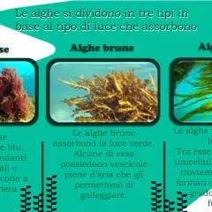 Alghe rosse, brune e verdi: tre tipi di alghe marine che assorbono luce diversa. Le rosse assorbono blu, le brune verde, le verdi rossa.