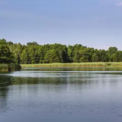 Spokojne, czyste jezioro koło Wrocławia otoczone zielonym lasem i szuwarami. Idealne miejsce na relaks.