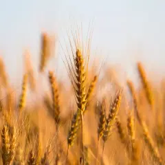 Épis de blé dorés sous le soleil. La différence entre blé d'hiver et blé de printemps se voit dans leur maturité.