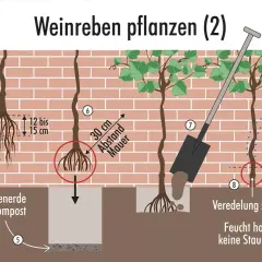 Schritt-für-Schritt-Anleitung zum Wein pflanzen: Wurzeln kürzen, Pflanzloch vorbereiten, Wein einsetzen und Erde auffüllen. Abstand zur Mauer beachten.