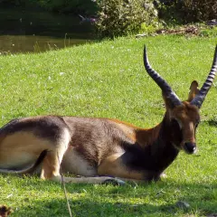 Un cobo del Nilo descansa en la hierba verde, con sus cuernos curvados apuntando al cielo.