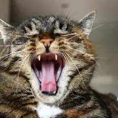 ¿A mi gato se le caen los dientes? Causas y soluciones urgentes