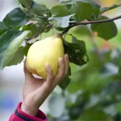 Eine Hand pflückt eine reife, gelbe Quitte vom Baum. Die Blätter sind grün und üppig. Es ist Quittenzeit!