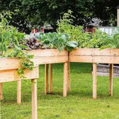 Orto in cassoni rialzati con pomodori, cavoli e bietole. Un giardino verticale che cresce rigoglioso sull'erba.