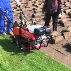 Czerwona maszyna do ściągania darni pracuje na trawniku, obok zwiniętych rolkach darni.