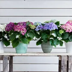 Row of potted hydrangeas in white, purple, blue, and pink blooms against a white wooden wall.