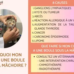 Un vétérinaire examine un chat, cherchant la cause d'une boule sous la mâchoire. L'image liste 8 causes possibles, dont un kyste ou une tumeur.