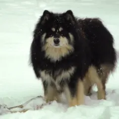 Czarny fiński lapphund z kremowymi znaczeniami, w śniegu, z kością. Hodowla tych psów to pasja.