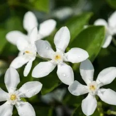 Fleurs blanches délicates, parsemées de gouttes de rosée, annoncent la belle floraison du jasmin.