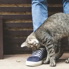 Gato frotándose contra un pie, como si buscara feromonas para gatos.