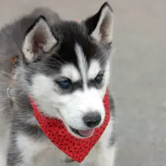 Husky a pies domowy: podobieństwa, różnice i co musisz wiedzieć o obu rasach