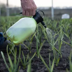 Jaki nawóz pod czosnek wiosenny zapewni najlepsze plony i zdrowie roślin?