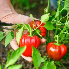 Hände ernten reife, rote Paprika von Pflanzen. Ein kleiner Schnitt mit der Schere, um die Früchte zu pflücken.