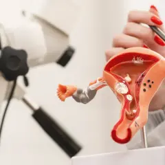 Model narządu rodnego kobiety i kolposkop. Wyjaśnienie, cytologia co to, dzięki modelowi.