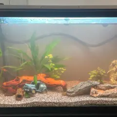 A freshwater aquarium with green plants, driftwood, rocks, and a small blue car decoration.