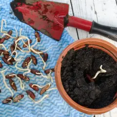 Keimende Dattelkerne liegen auf einem blauen Tuch, bereit, um eine Dattelpalme aus Kern zu ziehen. Eine Schaufel und ein Topf mit Erde sind ebenfalls zu sehen.