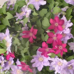 Kwitnące pnącze clematis arabella w odcieniach różu i fioletu, z zielonymi liśćmi.