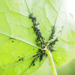 Un gruppo di pidocchi delle piante si aggrappa al lato inferiore di una foglia verde brillante, nutrendosi della sua linfa.