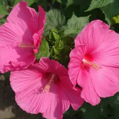 Trzy duże, różowe kwiaty hibiskusa bagiennego kwitną bujnie. Ich uprawa jest satysfakcjonująca.
