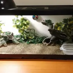 Pusty, urządzony terrarium z roślinnością, korzeniami i miseczką na wodę.