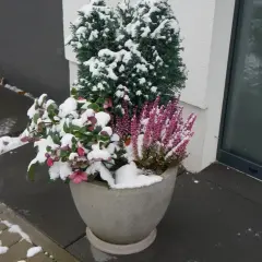 Zimozielona roślina do donicy: iglak, wrzos i ciemiernik w śniegu.