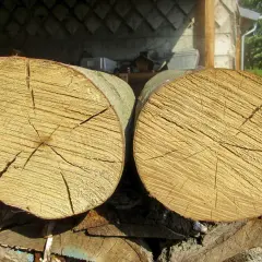 Zwei frisch geschnittene Baumstämme, bereit als Brennholz. Die Maserung des Holzes ist deutlich sichtbar.
