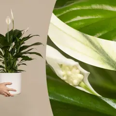 Einblatt mit weißen Blüten und grünen Blättern. Tipps zur einblatt pflege für gesunde Zimmerpflanzen.